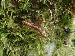 Nearctodesmidae