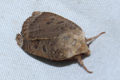 Abagrotis alternata