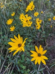 Helianthus angustifolius