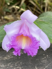 Sobralia cardosoi