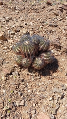 Copiapoa echinoides
