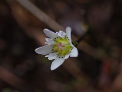 Gentiana douglasiana