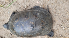 Emydoidea blandingii