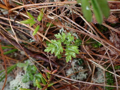 Coptis aspleniifolia