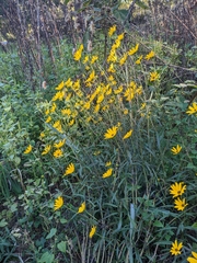 Helianthus angustifolius