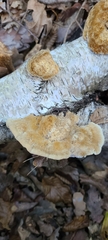 Trametes trogii