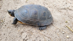 Emydoidea blandingii