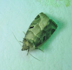 Plagiomimicus pityochromus