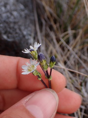 Gentiana douglasiana
