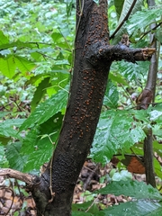 Cryphonectria parasitica