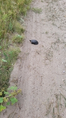 Emydoidea blandingii