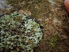 Menegazzia subsimilis