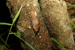 Stanisicarion freycineti
