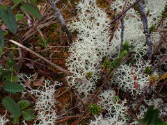 Cladonia portentosa