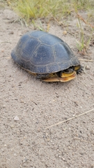 Emydoidea blandingii