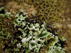 Menegazzia subsimilis