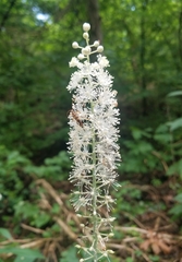 Actaea racemosa
