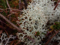 Cladonia portentosa
