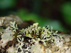 Hypogymnia hultenii
