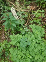 Actaea racemosa