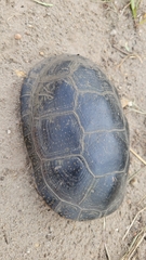 Emydoidea blandingii