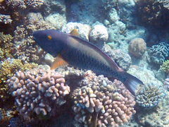 Cetoscarus ocellatus