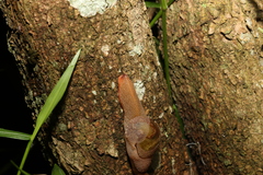 Stanisicarion freycineti