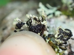 Hypogymnia hultenii