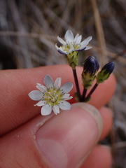 Gentiana douglasiana