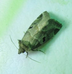 Plagiomimicus pityochromus