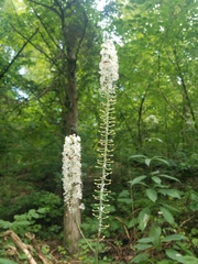 Actaea racemosa