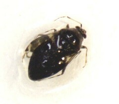 Lygus lineolaris