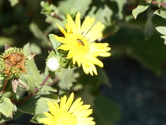 Toxomerus occidentalis