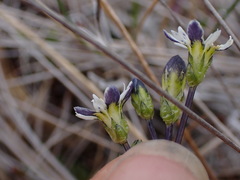 Gentiana douglasiana