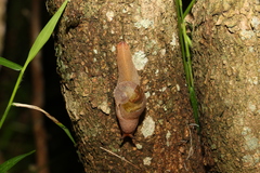 Stanisicarion freycineti