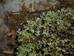 Menegazzia subsimilis