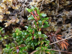 Kalmia procumbens
