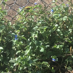 Commelina benghalensis