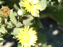 Toxomerus occidentalis