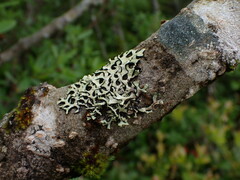 Hypotrachyna sinuosa