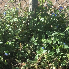 Commelina benghalensis