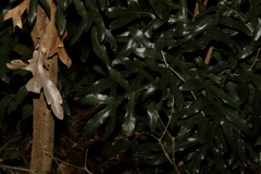 Stenocarpus sinuatus