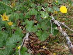 Geum calthifolium
