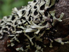 Hypotrachyna sinuosa