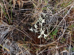Cladonia uncialis