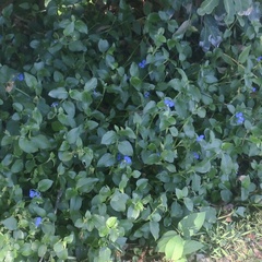 Commelina benghalensis