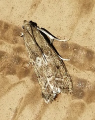Ancylosis undulatella