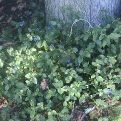 Commelina benghalensis