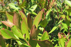 Acokanthera oppositifolia