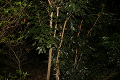 Stenocarpus sinuatus